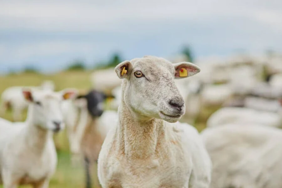 Австрійські фермери на Закарпатті створять племінне господарство овець