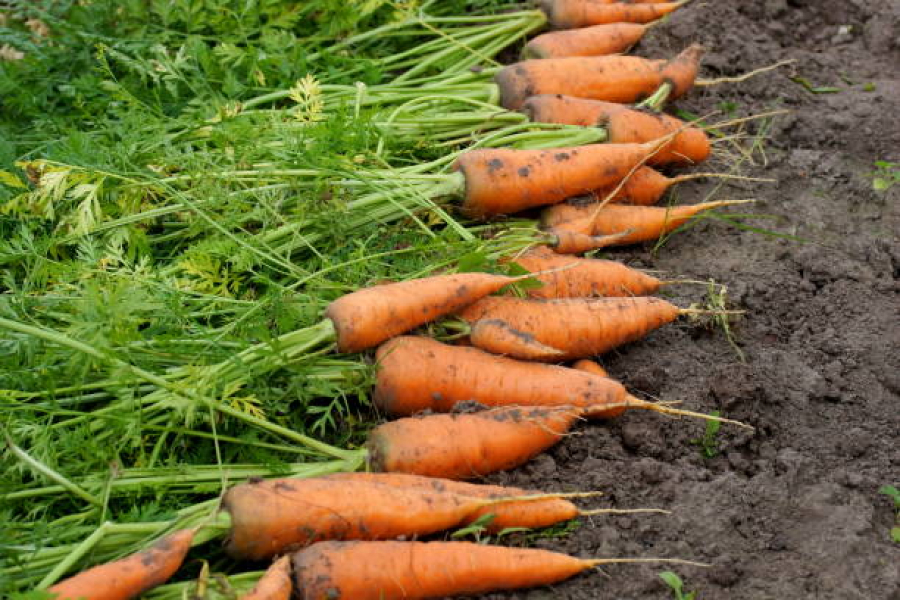 Підсолена вода збільшить врожайність моркви — досвід