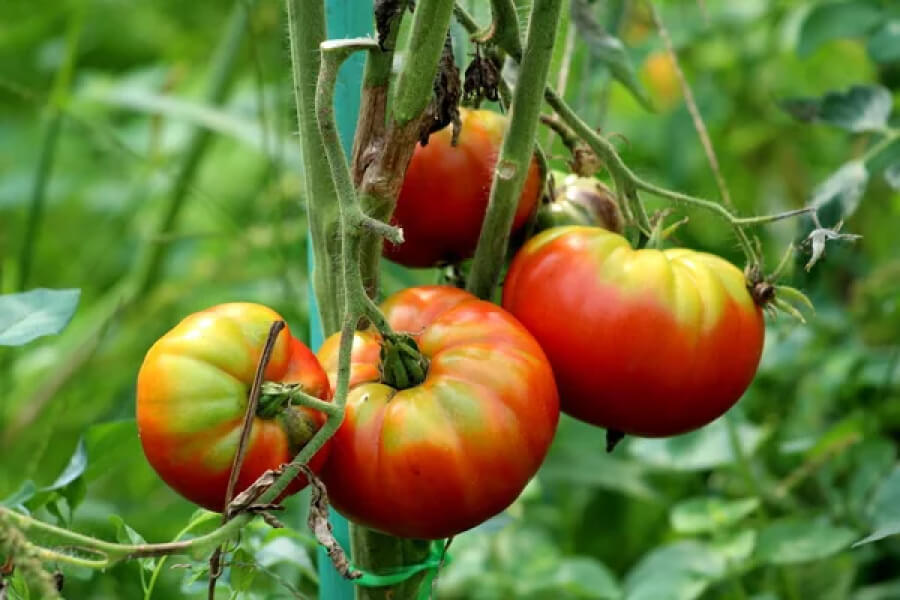 Здоровві помідори