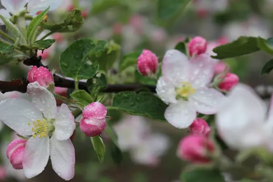 Обробку проти яблуневої плодожерки необхідно провести одразу після цвітіння