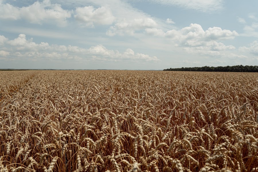 Канада допоможе Україні зберегти цьогорічний врожай