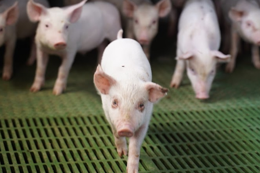 В Україні змінилась закупівельна ціна на свинину