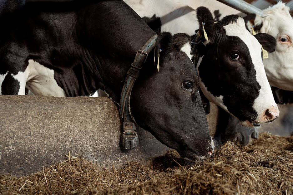 Корови на молочній фермі