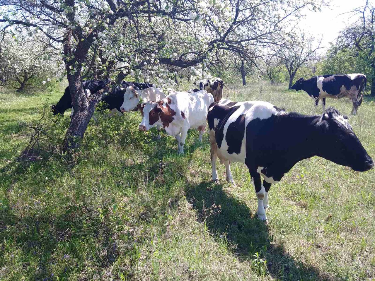 Експерт назвав ТОП-10 молочних порід корів для домашнього господарства та сімейних ферм в Україні