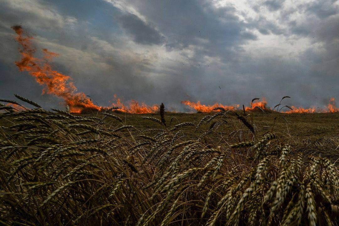 Спалені росіянами поля вдасться відновити за 5-10 років — агроном