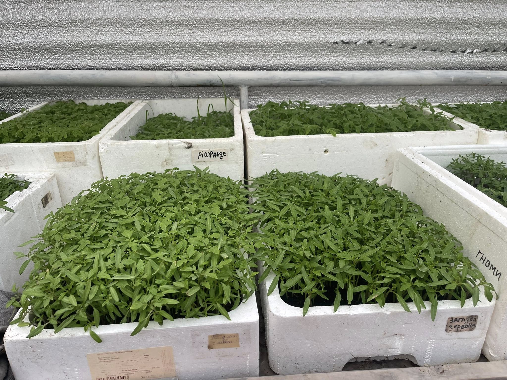 Посівний календар на квітень 2026: коли сіяти картоплю, овочі та обробляти сад