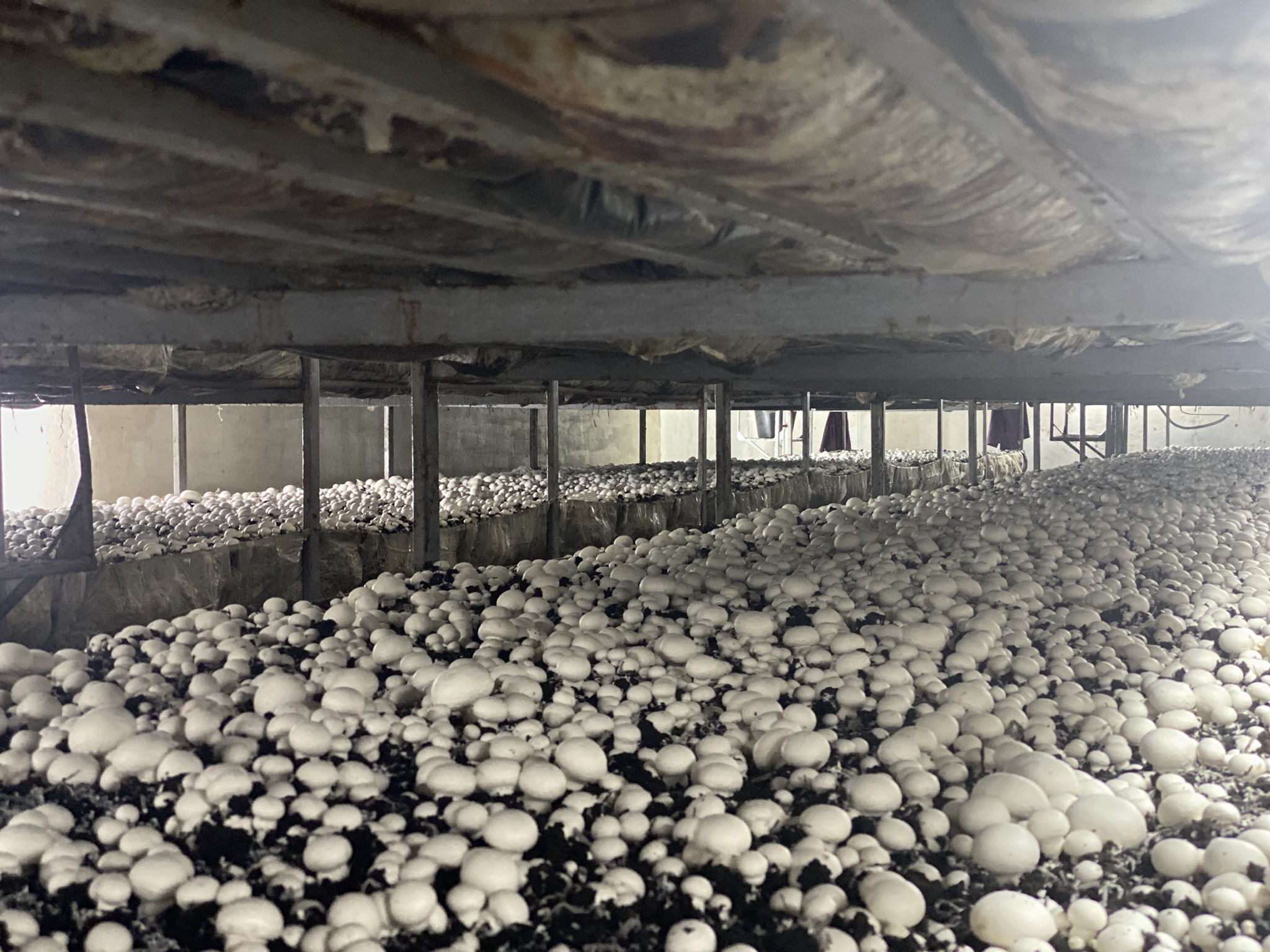 Вирощування грибів на фермі