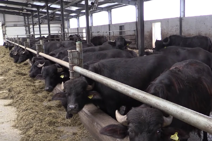 На Чернігівщині виробляють моцареллу з буйволиного молока