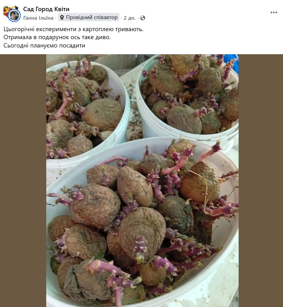 Посадка картоплі в липні