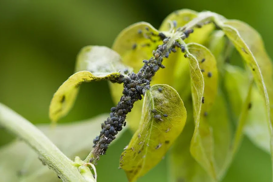 Як захистити сад від попелиці за допомогою звичайної олії 