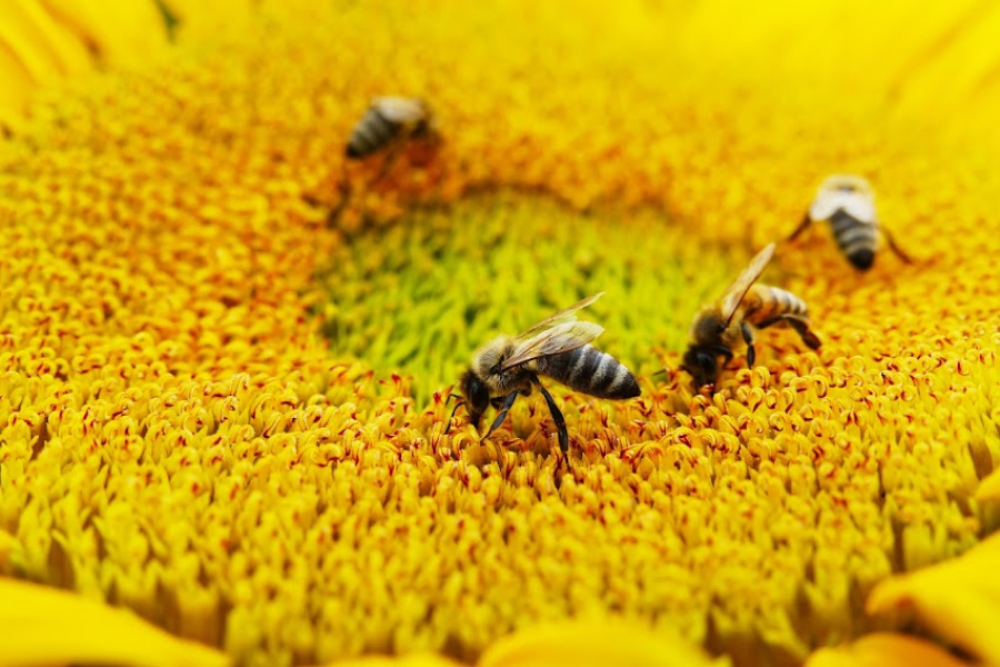 На Сумщині масово гинуть бджоли через обробку полів 