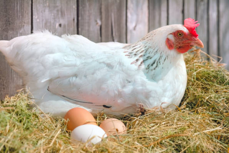 В Україні зросте ціна на яйця — думка