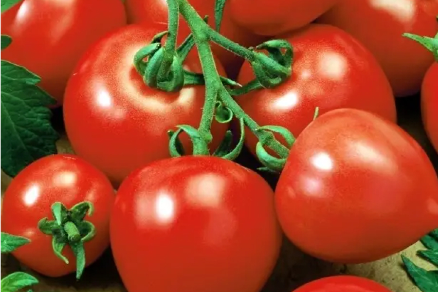 Науковці рекомендують ранньостиглі помідори сорту Базилевс