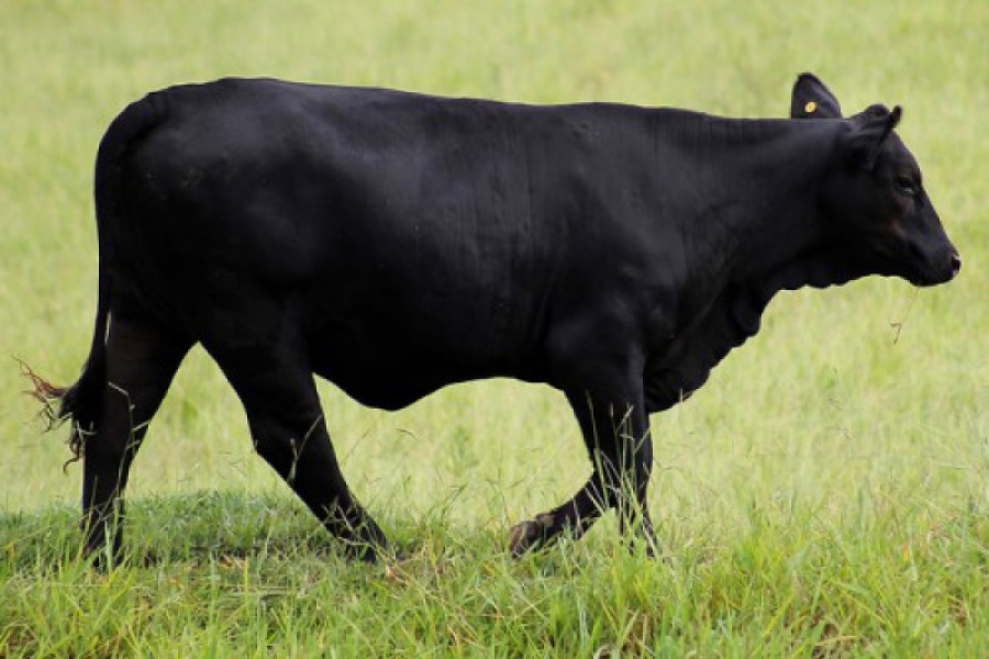 Експерти нагадали про найпопулярніші м'ясні породи корів