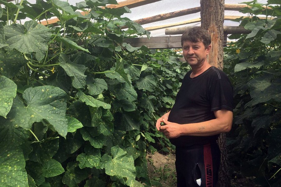 Бізнес у селі Чорниж на Волині тримається на вирощуванні огірків у теплицях