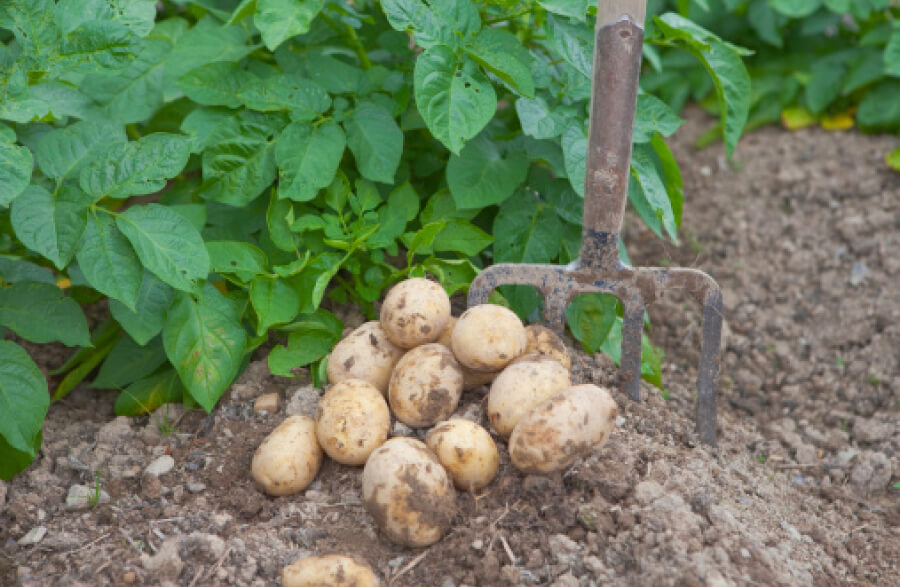 Навесні картоплю підживлюють нітрофоскою — експерти