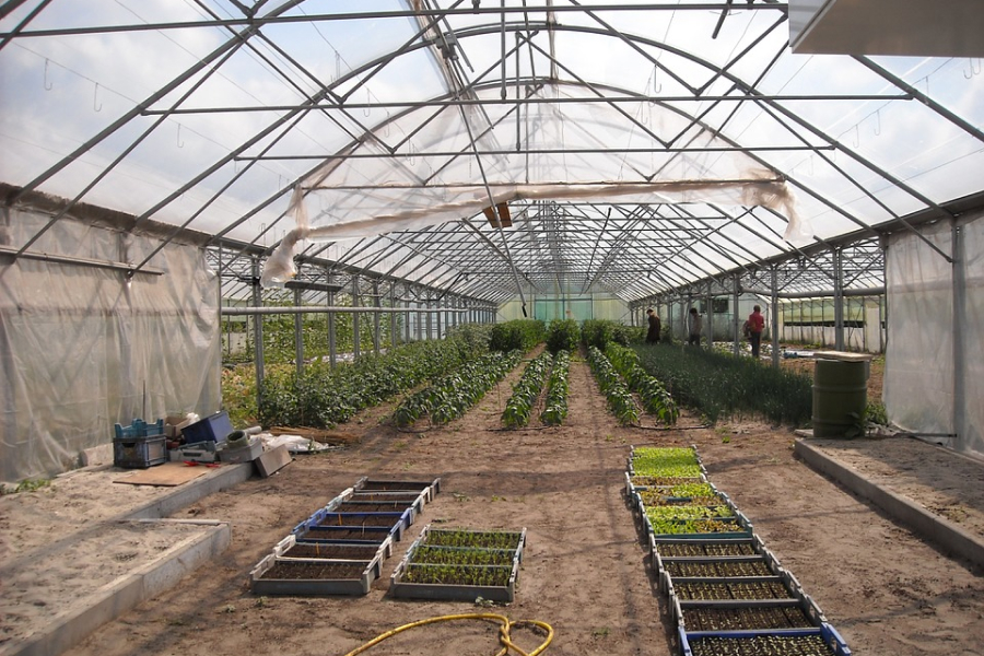 На Сумщині аграрії працюють над вирощуванням овочевих культур