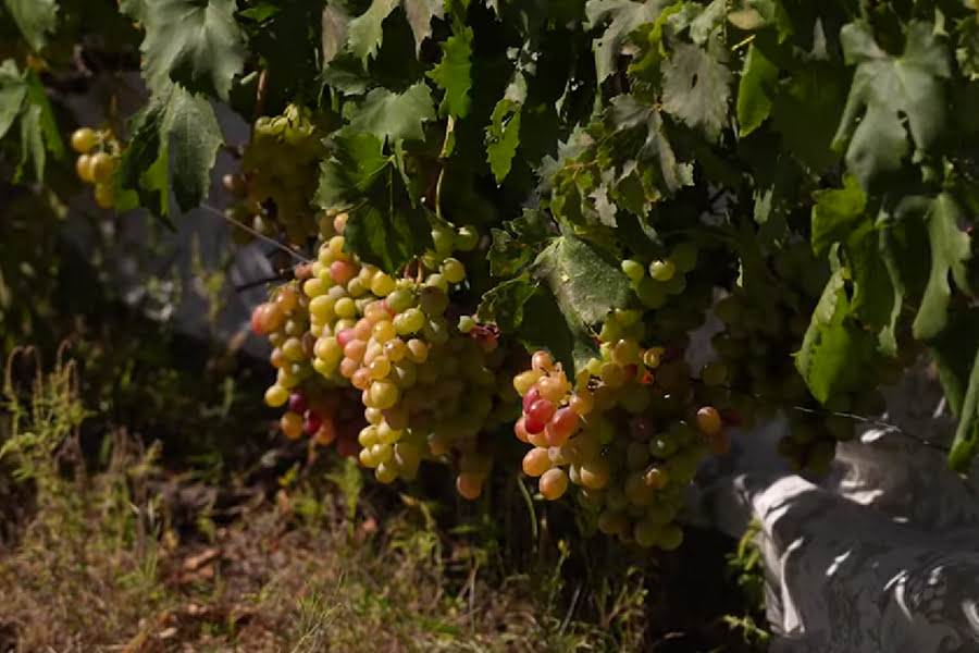 Виноград Анатолія Лоскутова