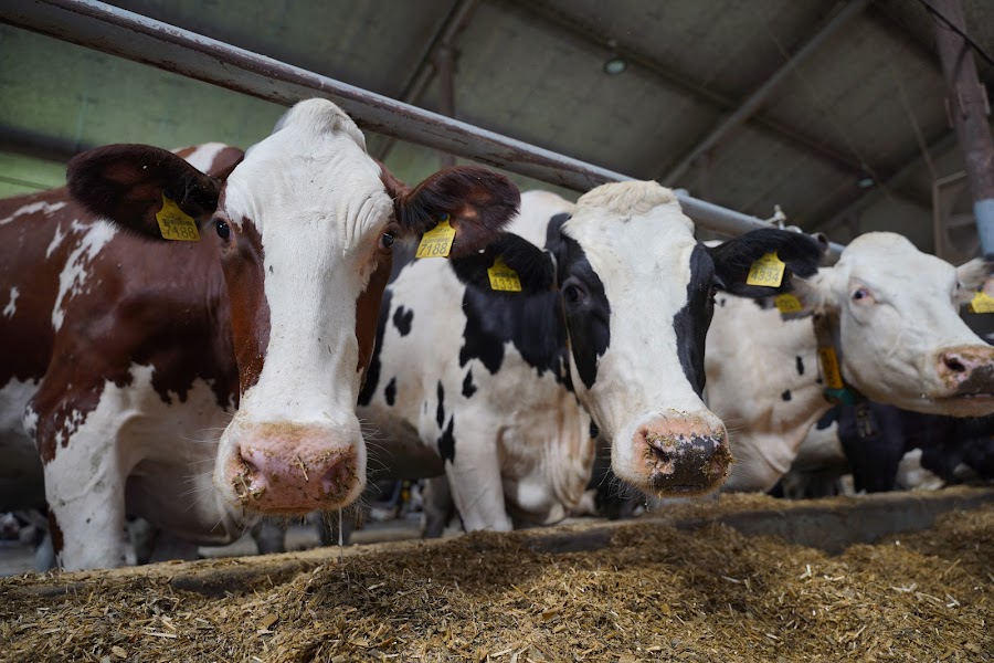 На Сумщині приймають заявки на держпідтримку молочних ферм
