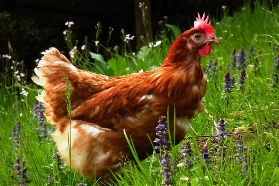 На Прикарпатті виявили небезпечну курятину