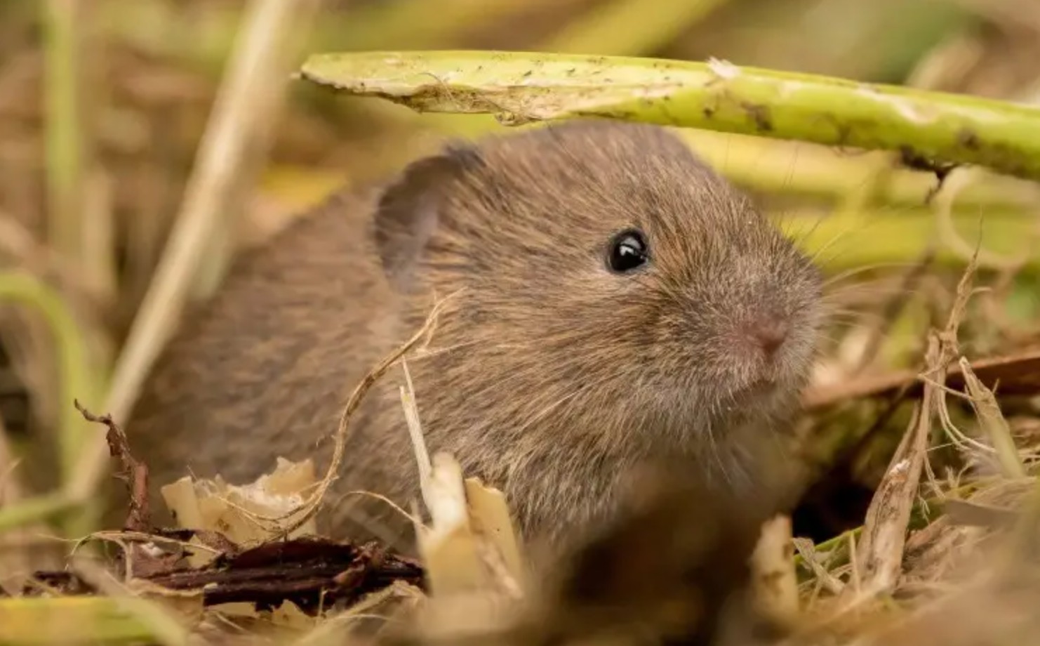 Миша полівка