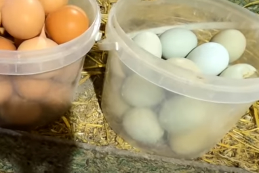 Кури в господарстві на Чернігівщині несуть зелені яйця