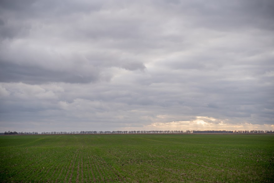 На Одещині фермер незаконно засіяв 120 га землі