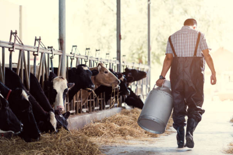 В Україні очікується зниження виробництва молока