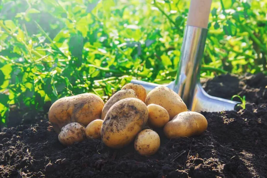 Копають картоплю