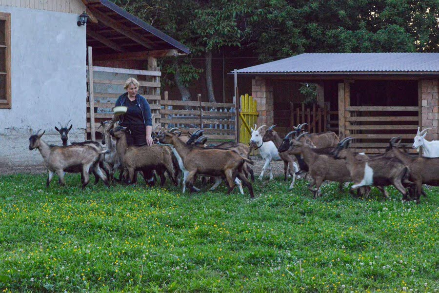 Альпійські кози ФГ «Мірина майстерня» на пасовищах села Трійця, Косівський район, Івано-Франківщина.