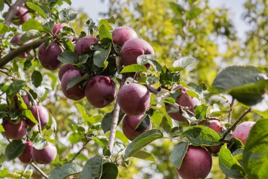 Фермер з Чернігівщини відправив на смітник врожай яблук з 2 гектарів