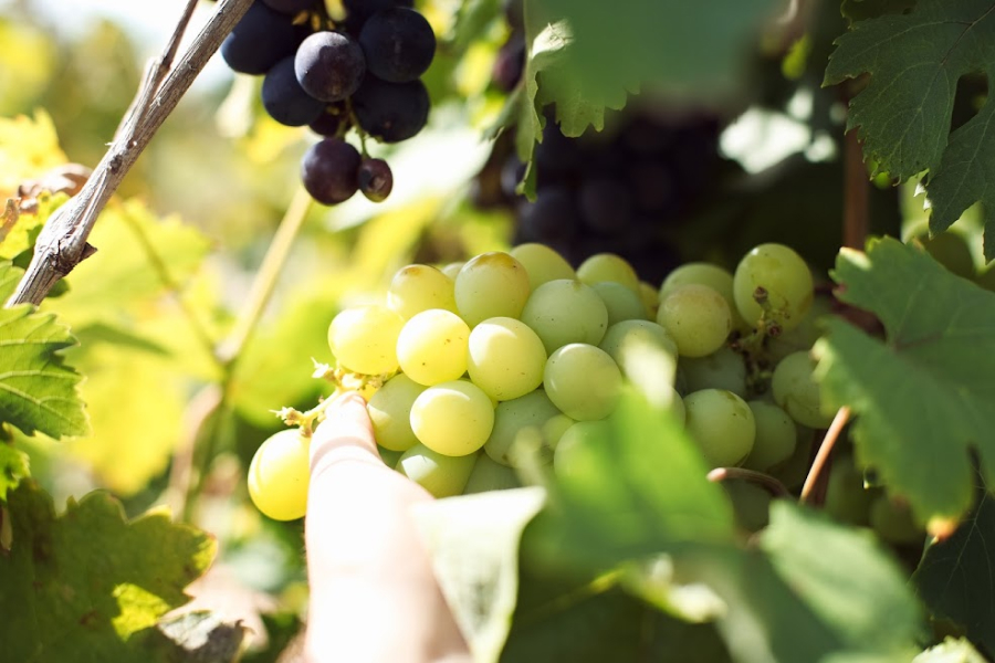 Прискорити дозрівання винограду допоможе обрізка