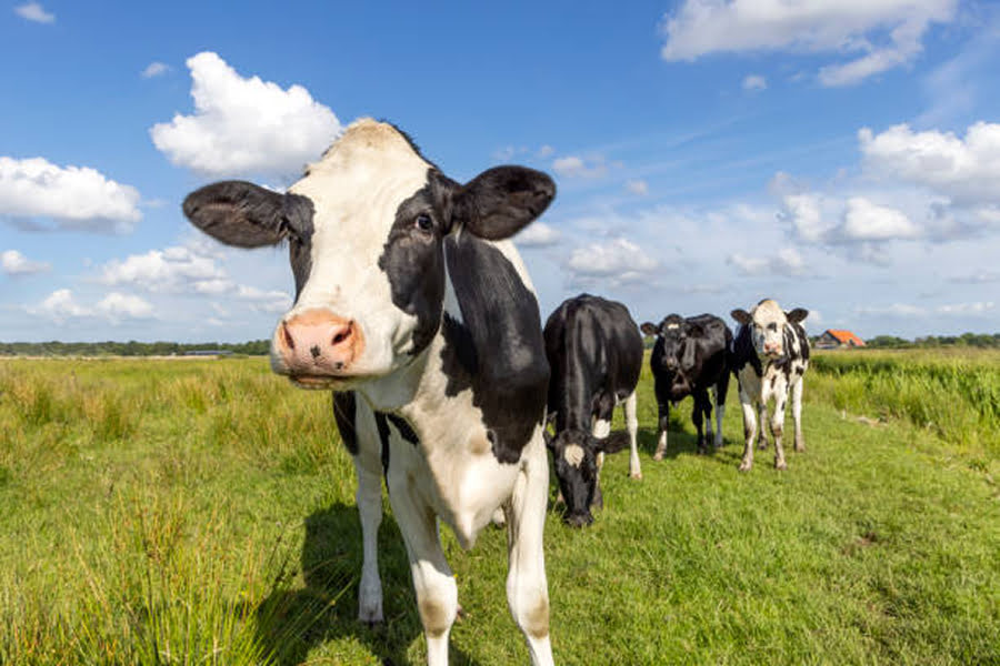 Закупівельні ціни на молоко падають до критичної позначки