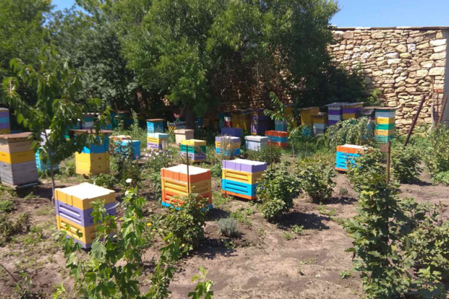 На Миколаївщині колишня вчителька створила бджолину ферму