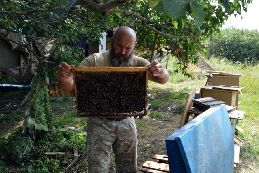 Неподалік Бахмуту санітар створив пасіку на 600 тисяч бджіл