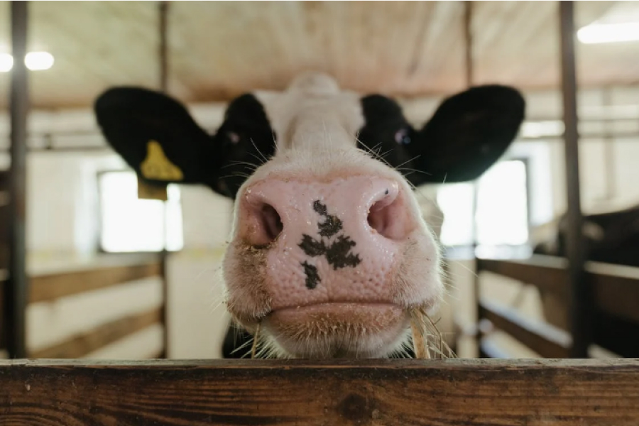 На Львівщини фермери отримають дотацію за прирощене поголів’я корів