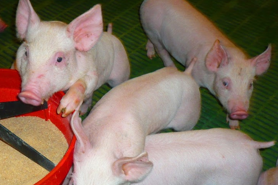 Стала відома закупівельна ціна свинини в Україні