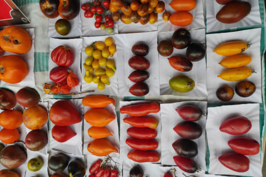 Родина з Тернопільщини вирощує 80 сортів помідорів