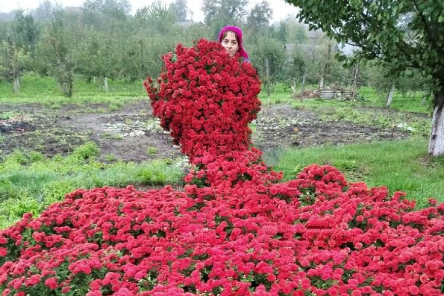 На Хмельниччині домогосподарка вирощує плантацію хризантем