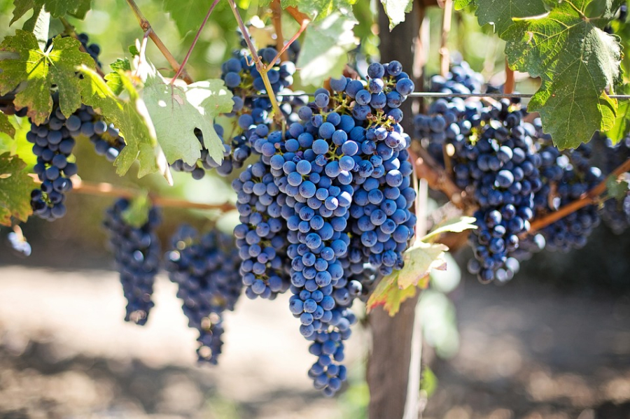 У винограднику нічого зайвого вирощувати не рекомендується — експерти