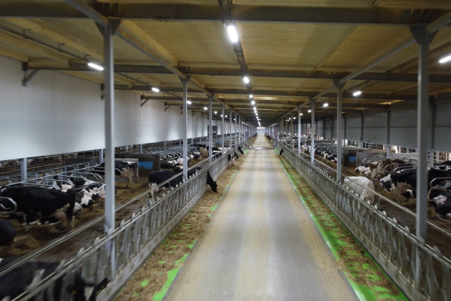 Найбільший у Європі корівник працює в Україні