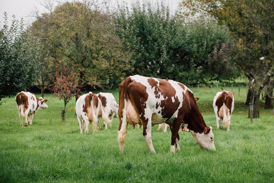 Монбельярдська порода корів