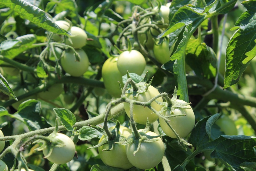 Профілактичні обробки томатів від хвороб допоможуть сформувати хороший урожай — експерт
