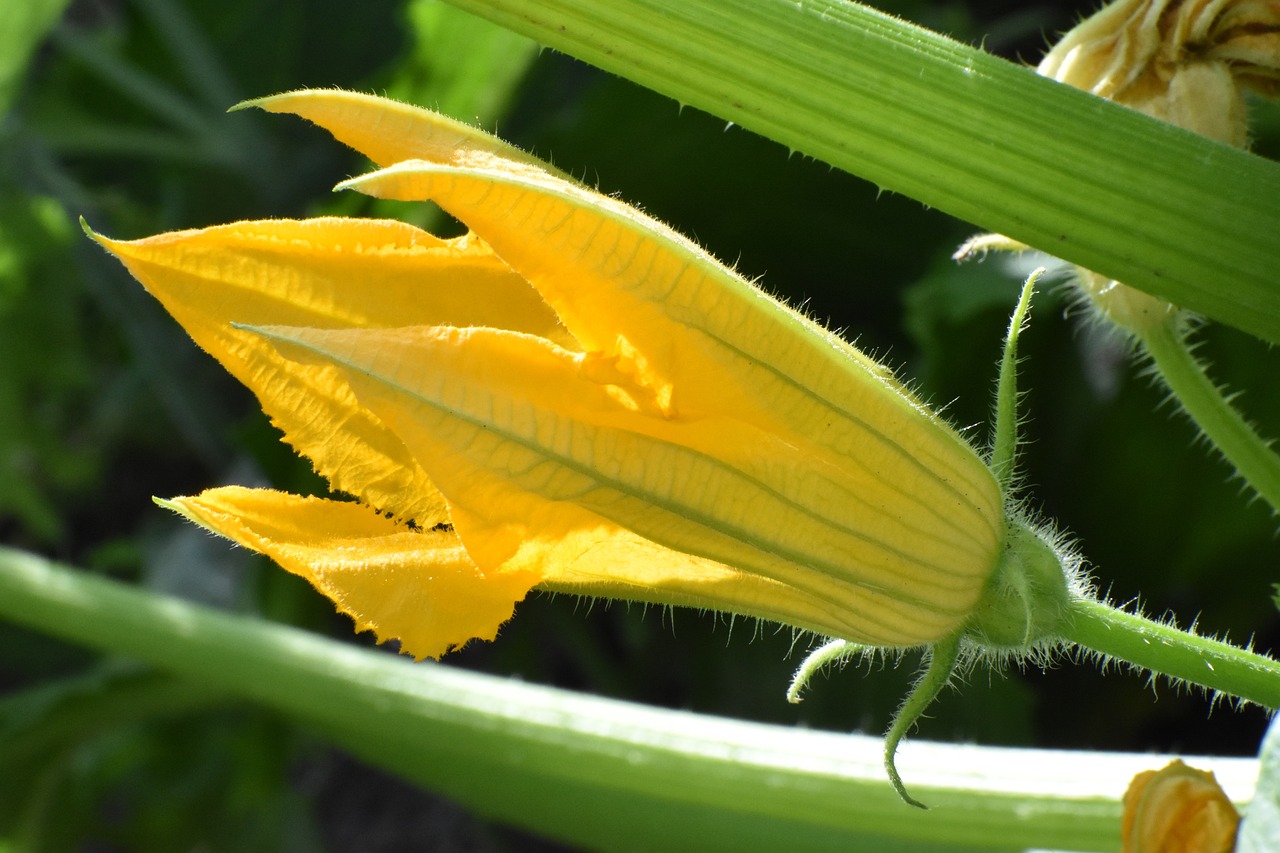 Квітка кабачка