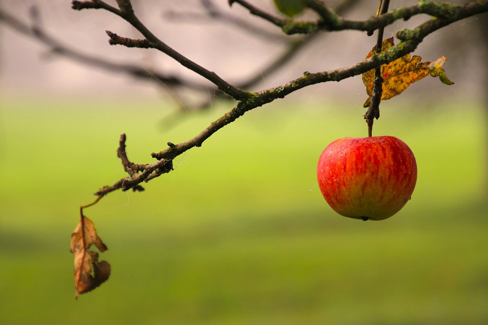 Яблука в осінньому саду