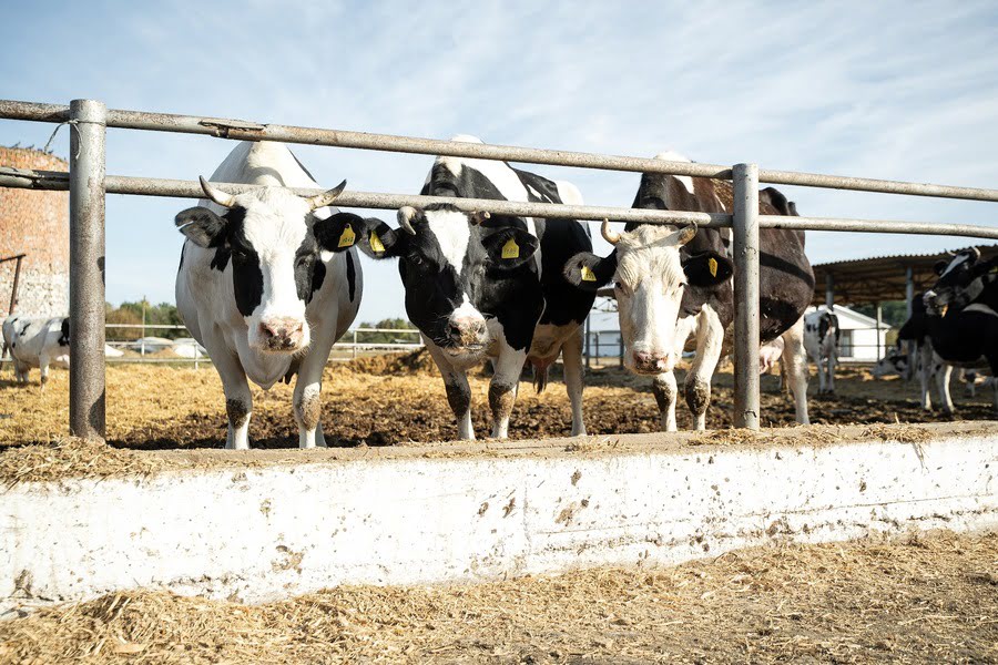 Найпопулярніші молочні породи корів в Україні у 2026 році: рейтинг ТОП-10 для промислових і фермерських агрофірм