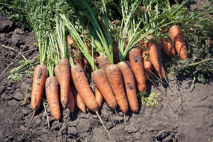 Морква в Україні за тиждень подешевшала на чверть