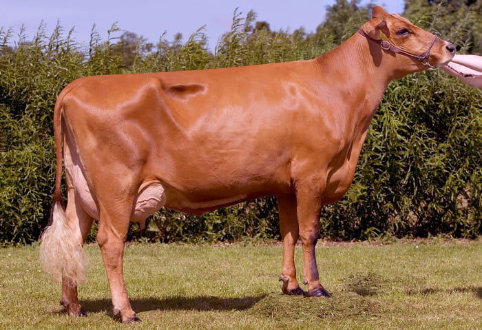 Українська червона степова корова