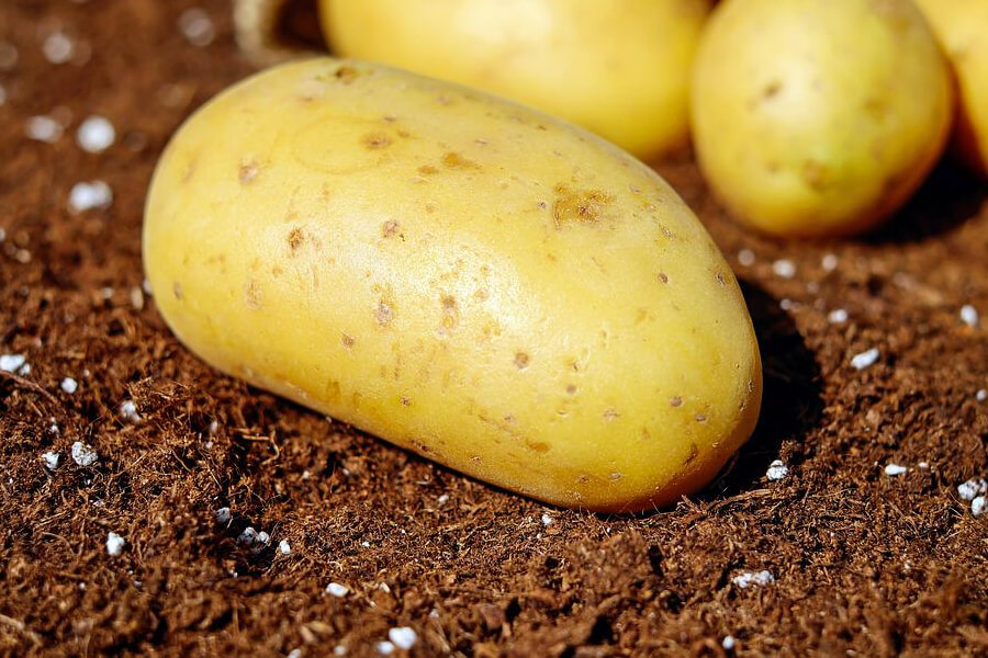 Селекціонери з Чернігівщини роздають насіннєву картоплю