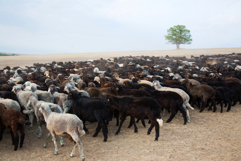 Вівці каракулі у Фрумушиці-Новій